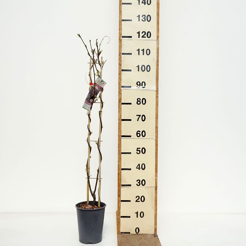 Exemplaar van Wisteria Grande Diva Barbara - Blauwe regen Pot van 4 l/5 l zoals geleverd in de lente