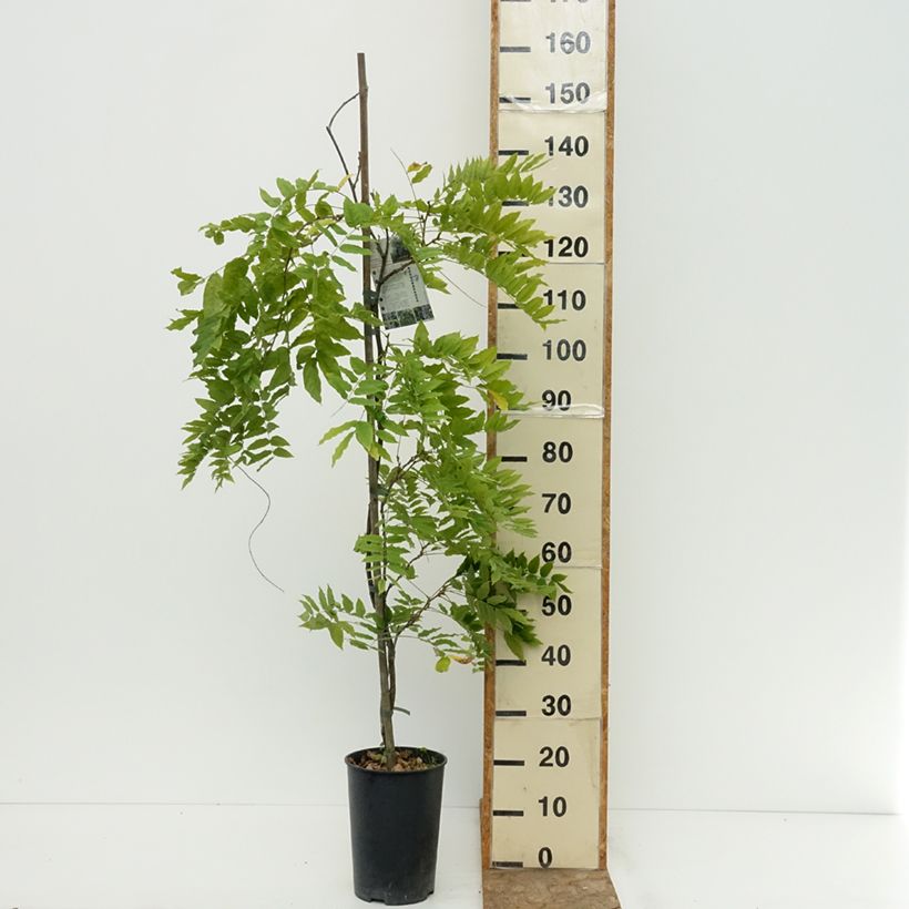 Exemplaar van Wisteria Grande Diva Cecilia - Blauwe regen Pot van 4 l/5 l zoals geleverd in de zomer