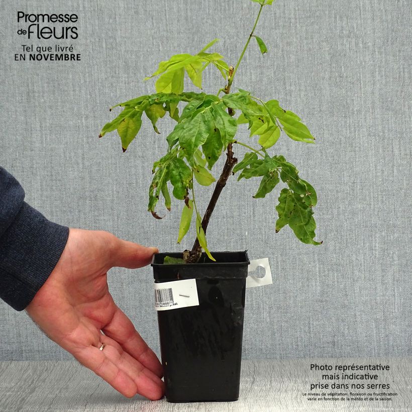 Exemplaar van Wisteria Grande Diva Nathalie - Blauwe regen Pot van 1 l/1,5 l zoals geleverd in de herfst
