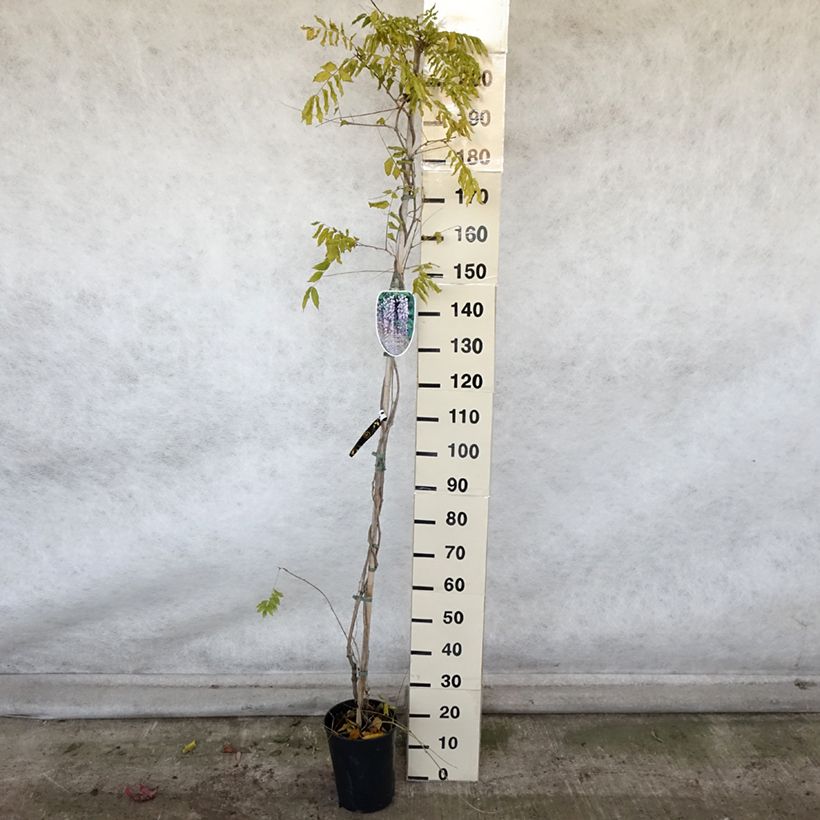 Exemplaar van Wisteria floribunda Lawrence - Blauweregen Pot van 6 l/7 l zoals geleverd in de herfst