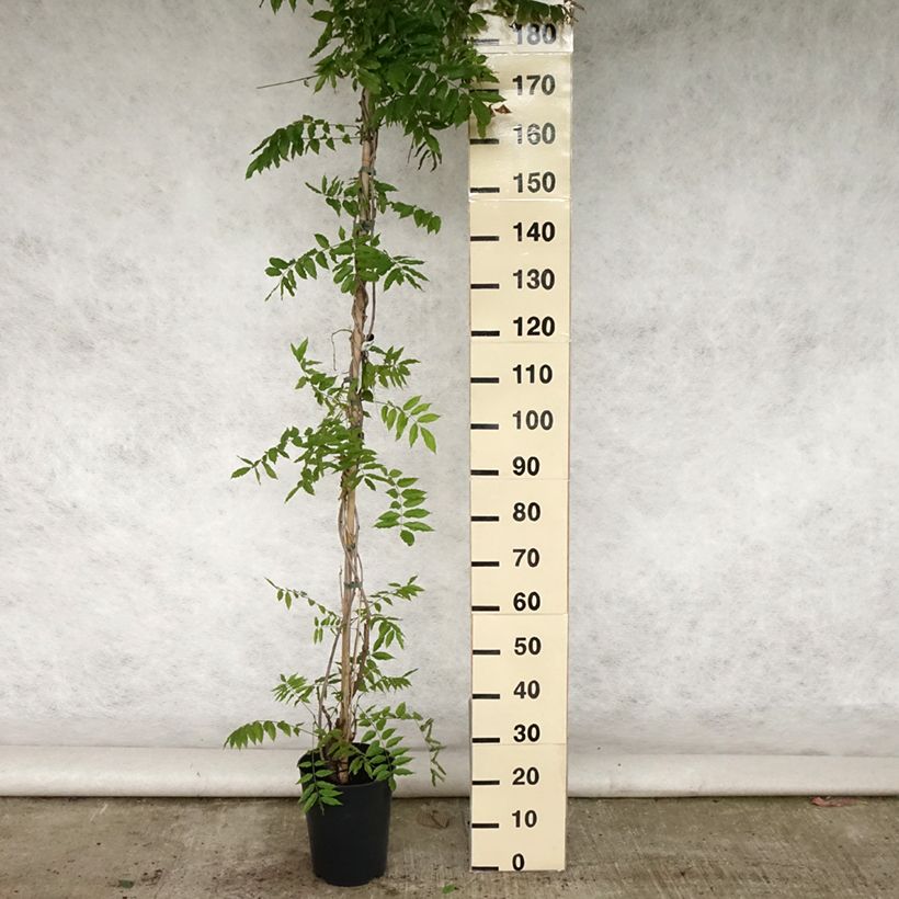 Exemplaar van Wisteria floribunda Lawrence - Blauweregen Pot van 6 l/7 l zoals geleverd in de zomer