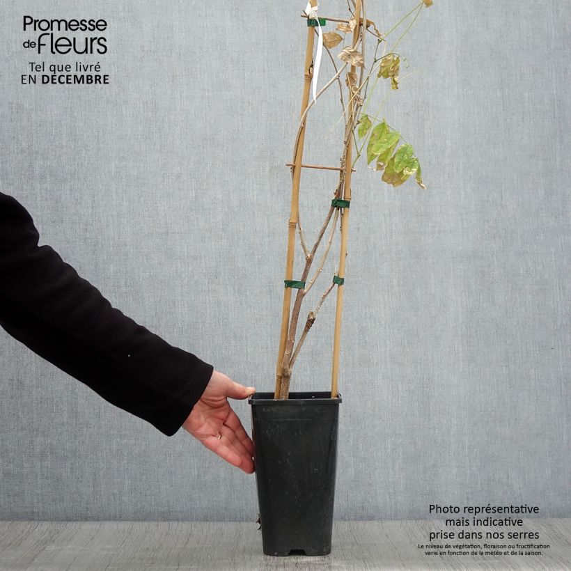 Exemplaar van Wisteria floribunda Eds Blue Dragon - Blauweregen Pot van 2 l/3 l zoals geleverd in de herfst