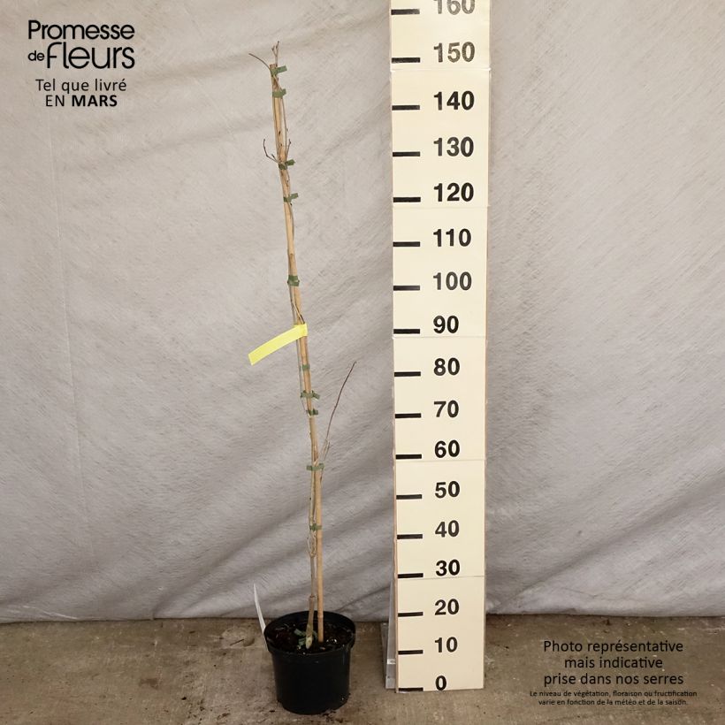 Example of Wisteria floribunda Macrobotrys De Belder - Blauweregen Pot van 4 l/5 l as you get in printemps