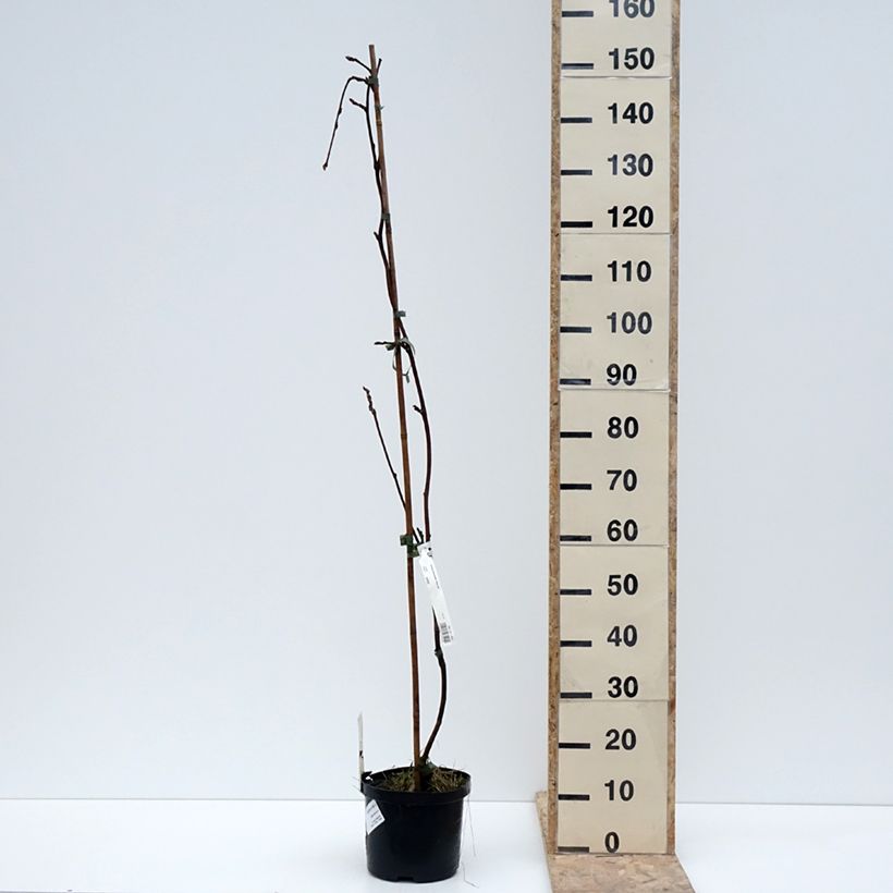 Exemplaar van Glycine - Wisteria brachybotrys White Silk Pot de 4L/5L zoals geleverd in de winter