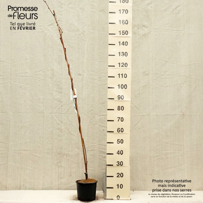 Exemplaar van Wisteria brachybotrys Yokohama Fuji - Japanse blauweregen Pot van 3 l/4 l zoals geleverd in de winter