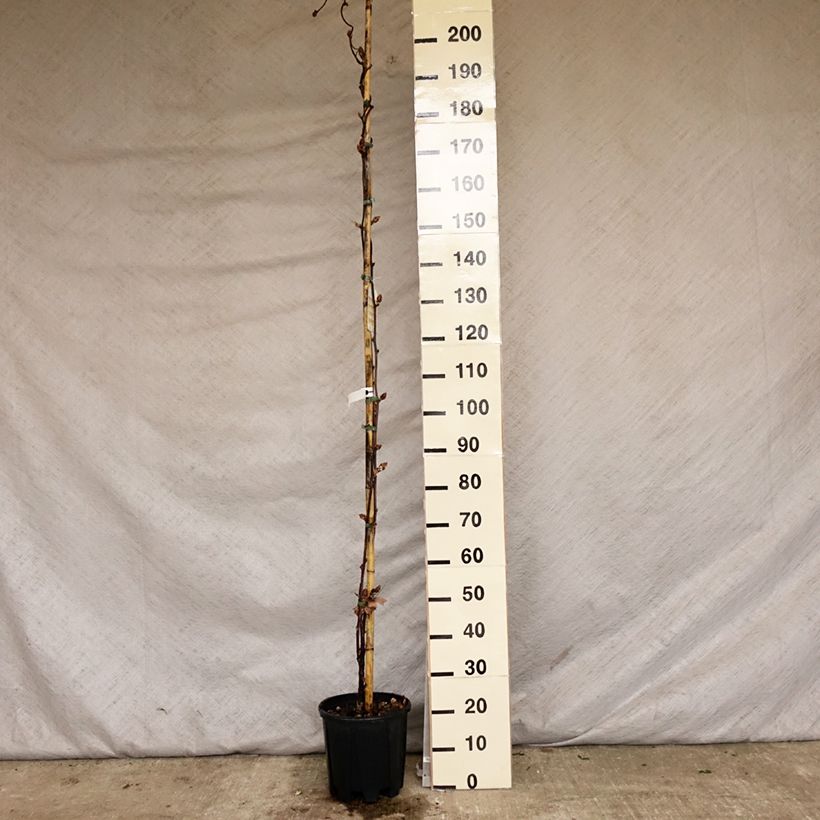 Exemplaar van Wisteria brachybotrys Yokohama Fuji - Japanse blauweregen Pot van 7,5 l/10 l zoals geleverd in de lente