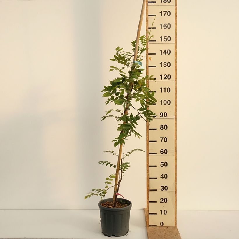 Exemplaar van Wisteria brachybotrys Yokohama Fuji - Japanse blauweregen Pot van 3 l/4 l zoals geleverd in de zomer