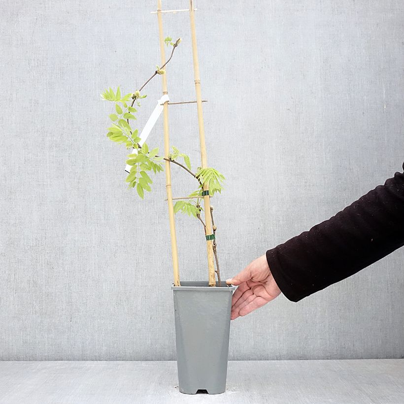 Exemplaar van Wisteria brachybotrys Yokohama Fuji - Japanse blauweregen Pot van 3 l/4 l zoals geleverd in de lente