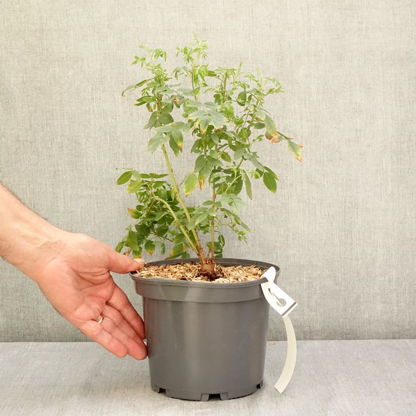 Exemplaar van Glycyrrhiza glabra - Zoethout Pot van 2 l/3 l zoals geleverd in de zomer