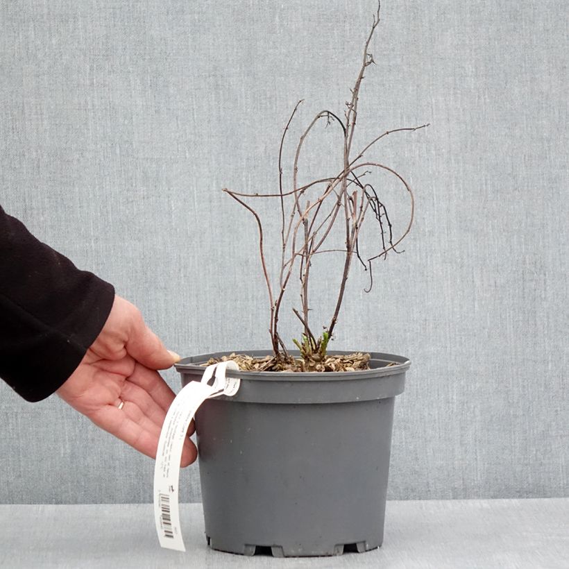 Exemplaar van Glycyrrhiza glabra - Zoethout Pot van 2 l/3 l zoals geleverd in de lente