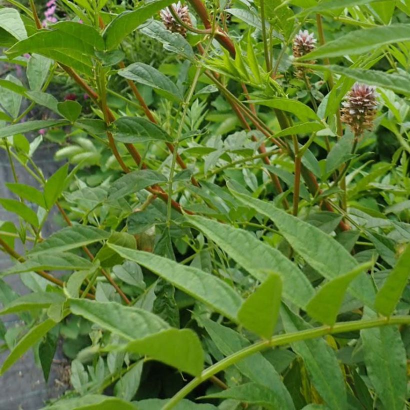 Glycyrrhiza yunnanensis - Zoethout (Blad)
