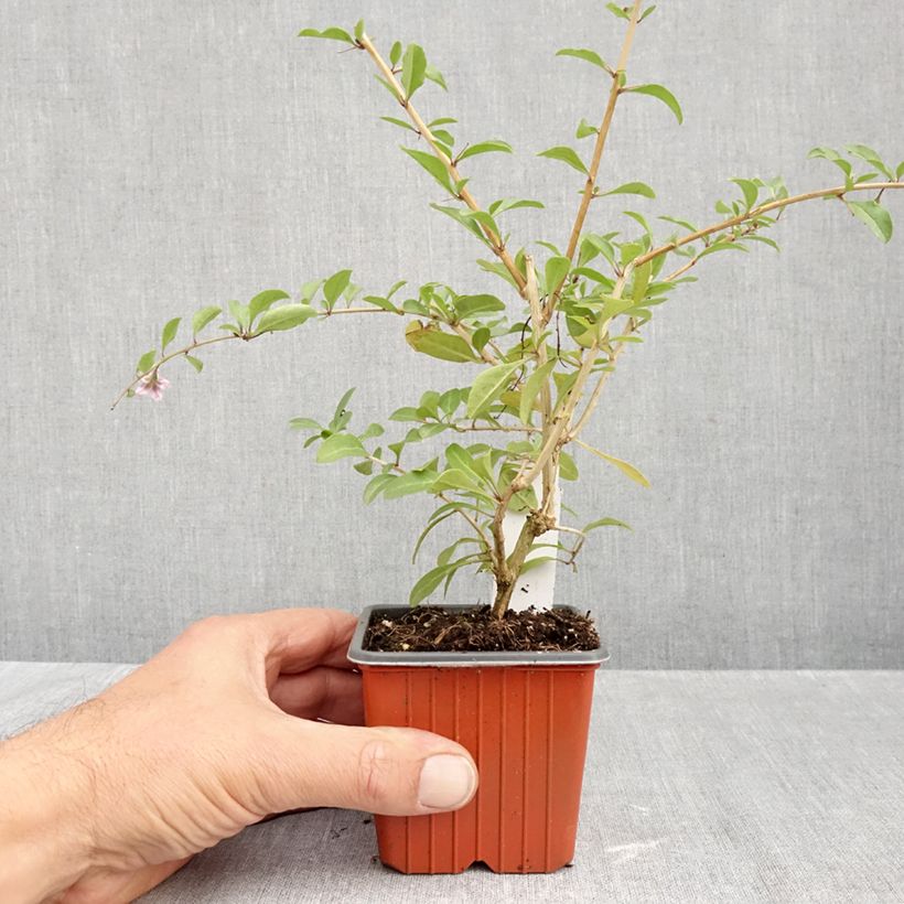 Exemplaar van Gojibes - Lycium barbarum Kweekpotje van 8/9 cm zoals geleverd in de herfst