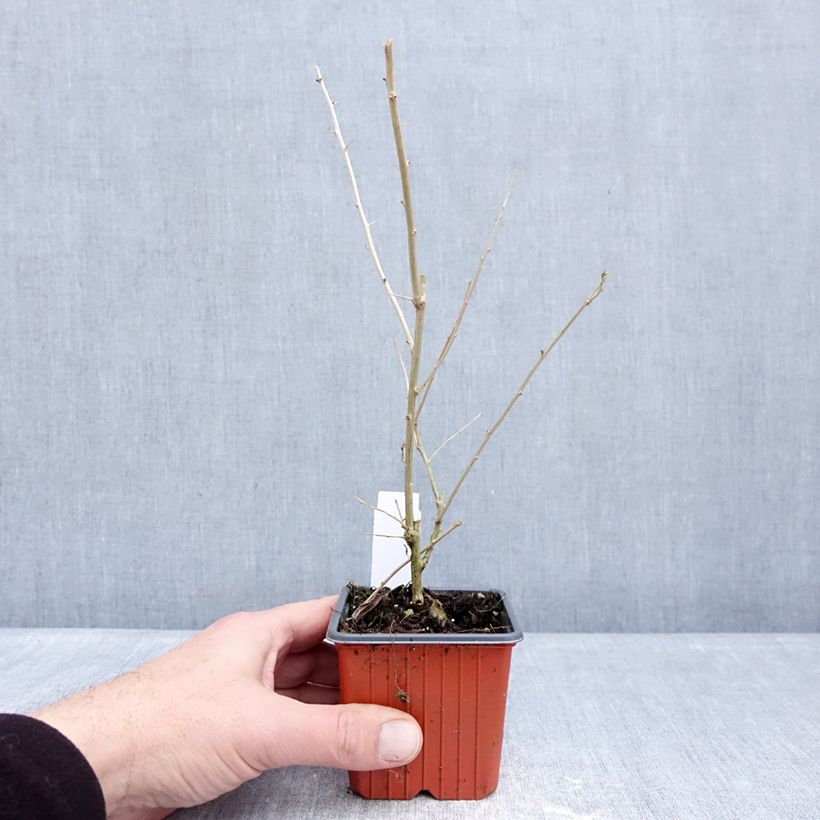 Example of Gojibes - Lycium barbarum Kweekpotje van 8/9 cm as you get in hiver