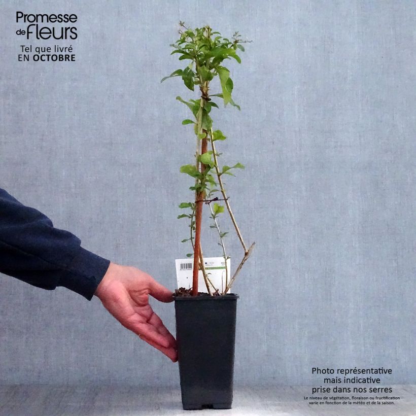 Exemplaar van Gojibes - Lycium barbarum Pot van 1,5 l/2 l, Struik zoals geleverd in de herfst