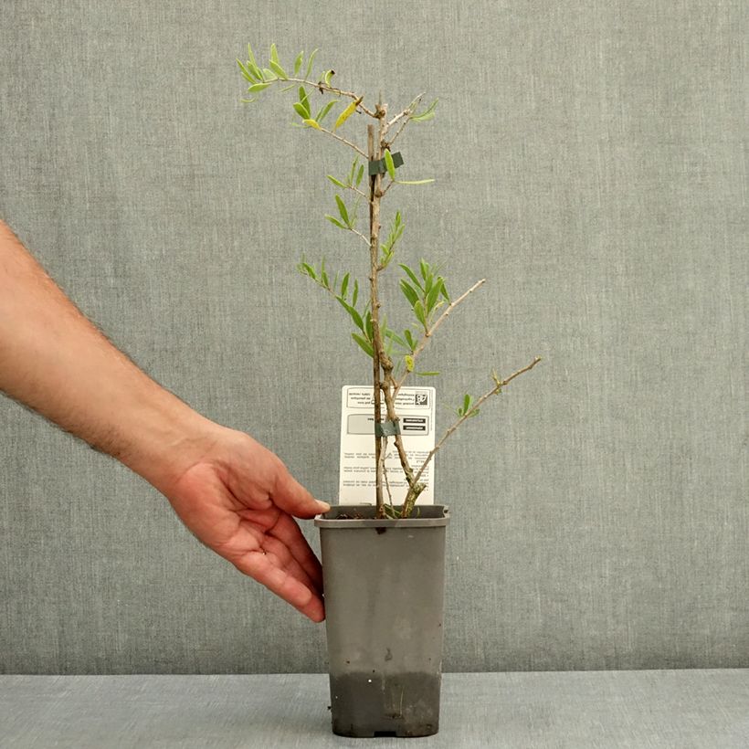 Exemplaar van Gojibes Q1 - Lycium barbarum Pot van 1,5 l/2 l, Pol zoals geleverd in de zomer