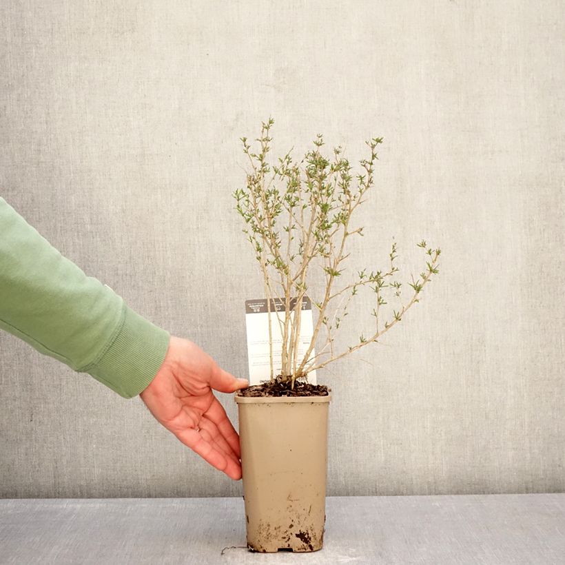 Exemplaar van Gojibes Q1 Pot van 1,5 l/2 l, Pol zoals geleverd in de winter