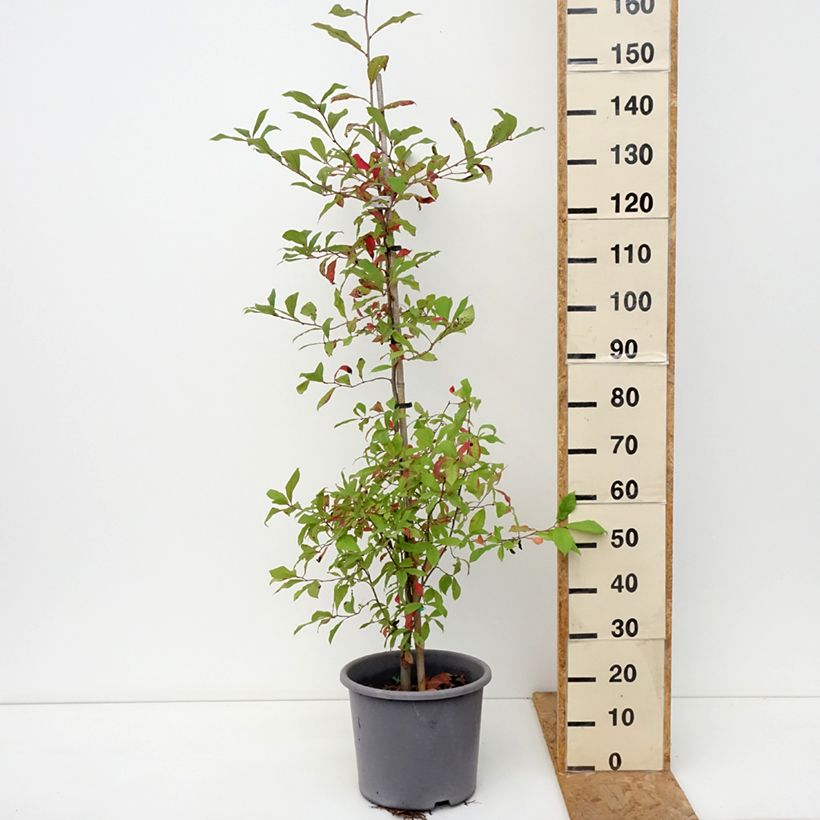 Exemplaar van Nyssa sylvatica - Zwarte tupeloboom Pot van 7,5 l/10 l zoals geleverd in de herfst