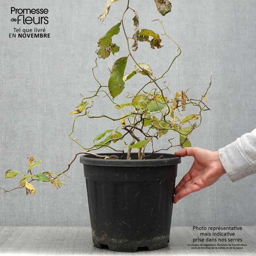Exemplaar van Nyssa sylvatica Zydeco Twist - Zwarte tupeloboom Pot van 12 l/15 l zoals geleverd in de herfst