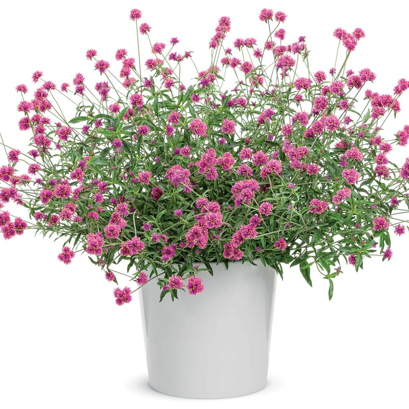Gomphrena pulchella Truffula Pink - Kogeldistel-amarant (Groeiplaats)