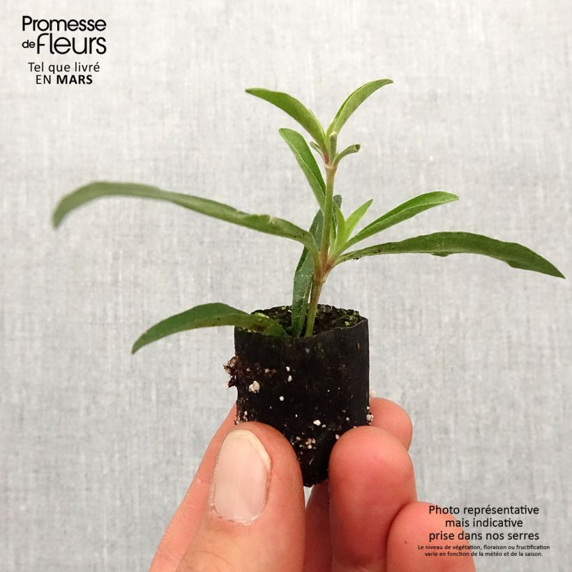 Exemplaar van Gomphrena pulchella Truffula Pink - Kogeldistel-amarant Mini-mot Ø 1,5/2,5 cm zoals geleverd in de lente