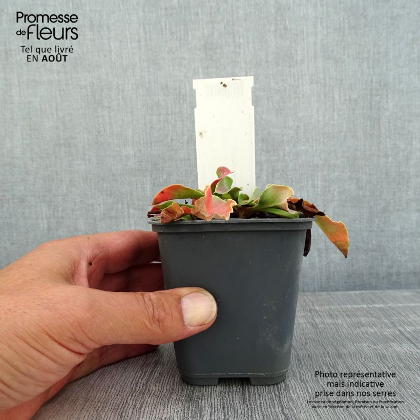 Exemplaar van Goniolimon collinum Kweekpotje van 8/9 cm zoals geleverd in de zomer