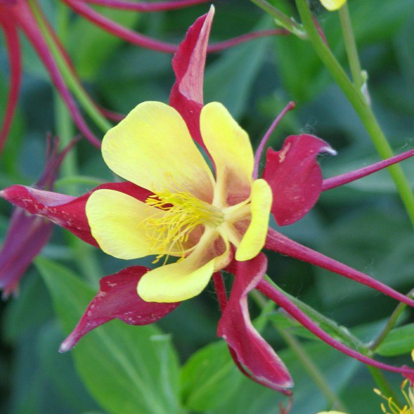 Akelei Firecracker (zaad) - Aquilegia (Bloei)