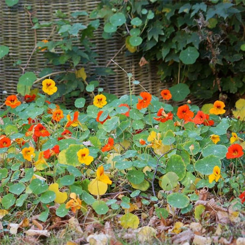Oost-Indische kers nanum Tom Thumb Mix (zaad) - Tropaeolum majus (Bloei)