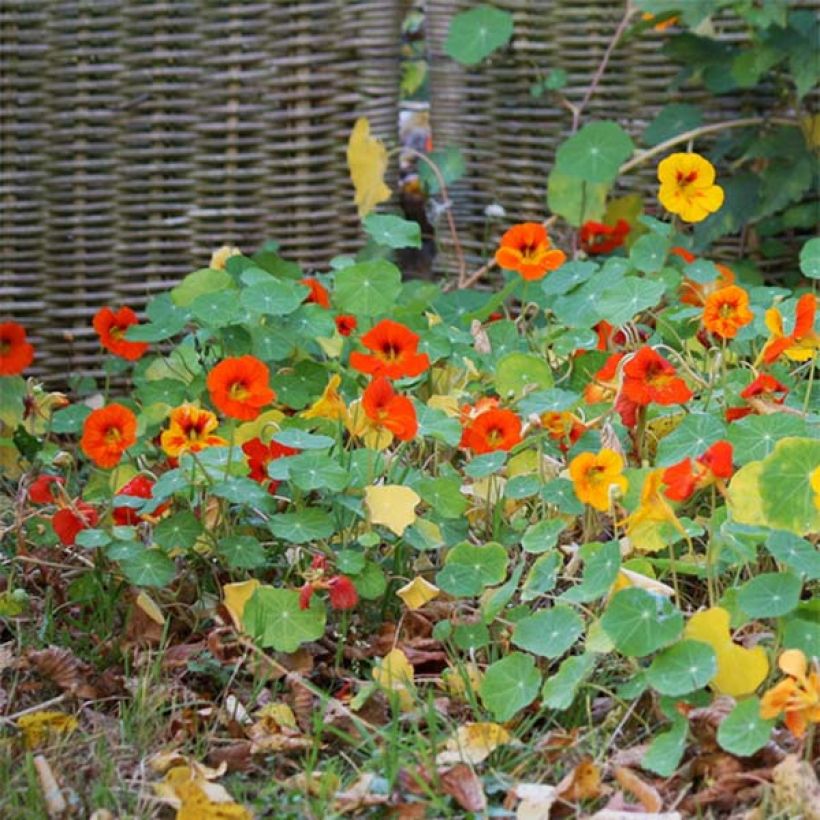 Oost-Indische kers nanum Tom Thumb Mix (zaad) - Tropaeolum majus (Groeiplaats)