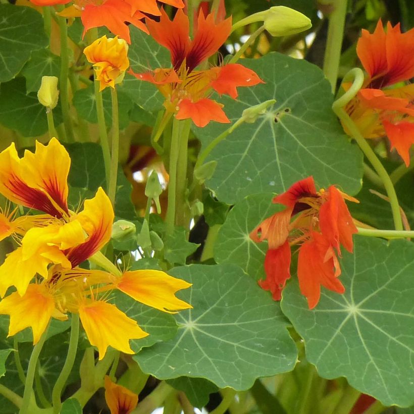 Oost-Indische kers Phoenix Arizona Mix (zaad) - Tropaeolum minus (Blad)