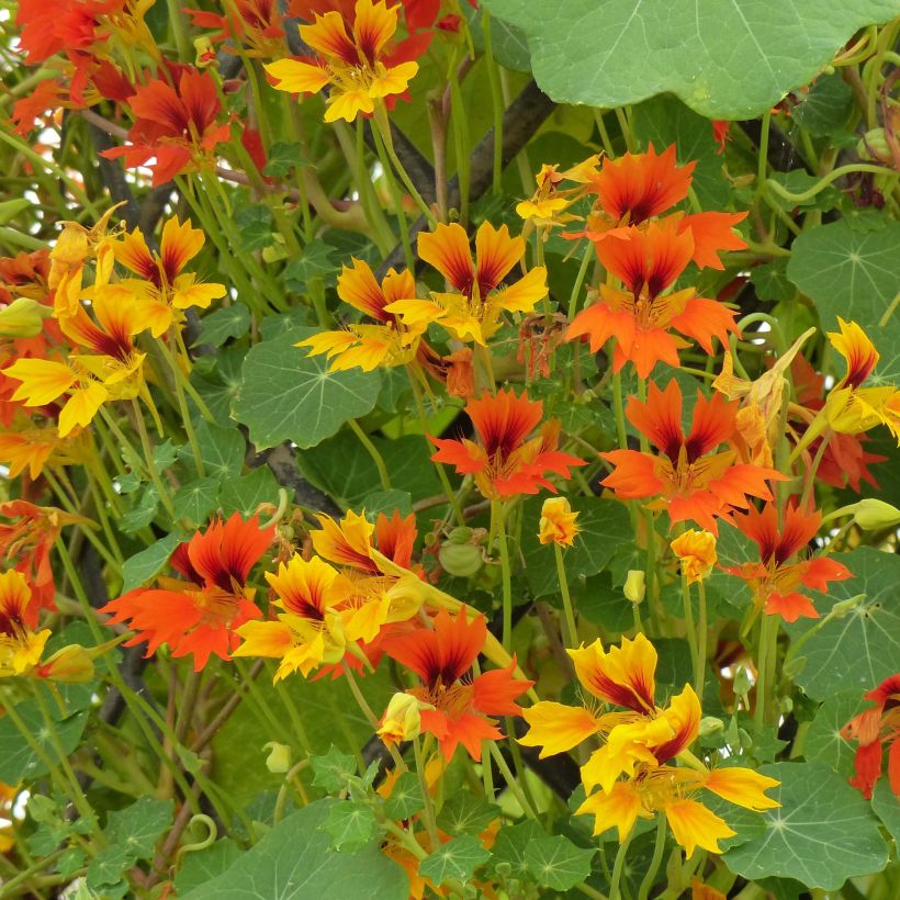 Oost-Indische kers Phoenix Arizona Mix (zaad) - Tropaeolum minus (Bloei)