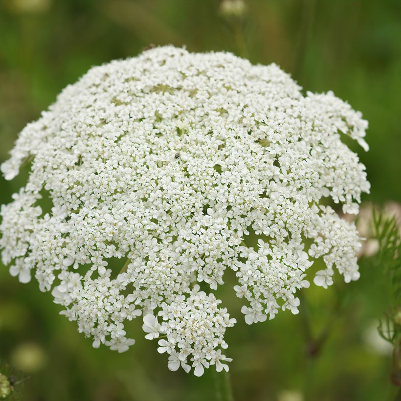 Wortel, Wilde peen (zaad) - Daucus carota (Bloei)