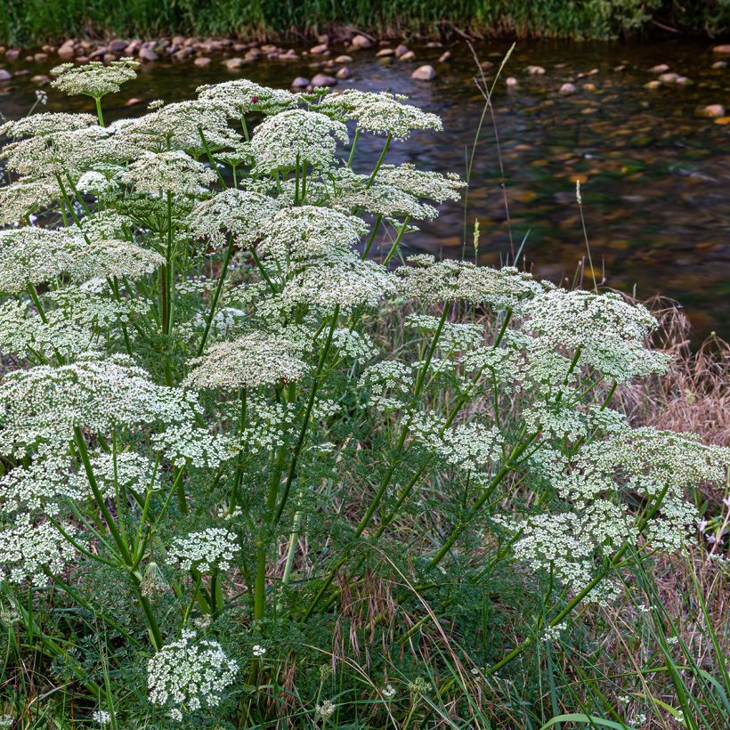 Wortel, Wilde peen (zaad) - Daucus carota (Groeiplaats)