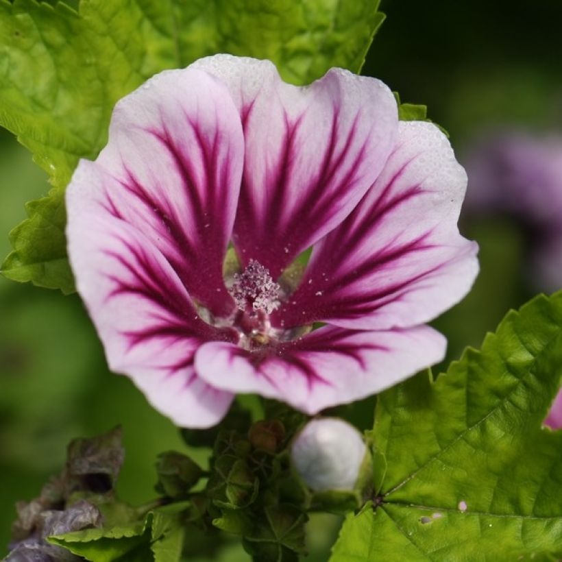 Malva sylvestris Zebrina (zaad) - Groot kaasjeskruid (Bloei)