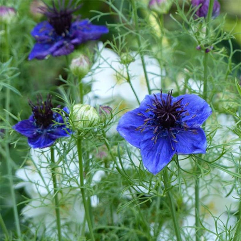 Nigella papillosa Midnight Blue (zaad) - Juffertje-in-het-groen (Bloei)