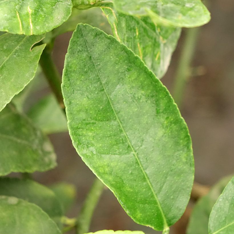 Limoen - Citrus latifolia (Blad)
