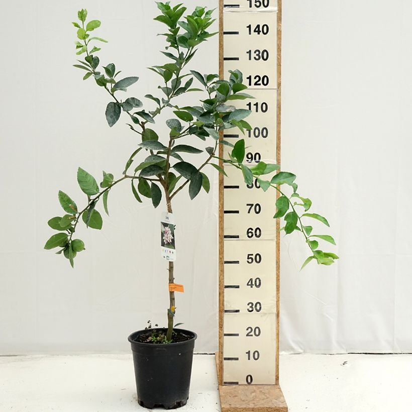 Exemplaar van Limoen - Citrus latifolia Pot van 7,5 l/10 l, Half-hoge stam zoals geleverd in de zomer