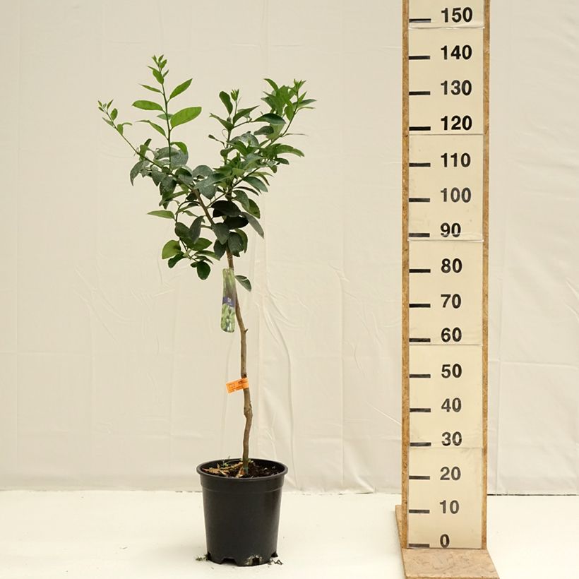 Exemplaar van Limoen - Citrus latifolia Pot van 7,5 l/10 l, Half-hoge stam zoals geleverd in de lente
