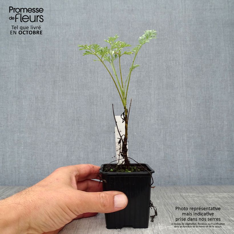 Exemplaar van Artemisia absinthium Lambrook Silver - Absintalsem Kweekpotje van 8/9 cm zoals geleverd in de herfst