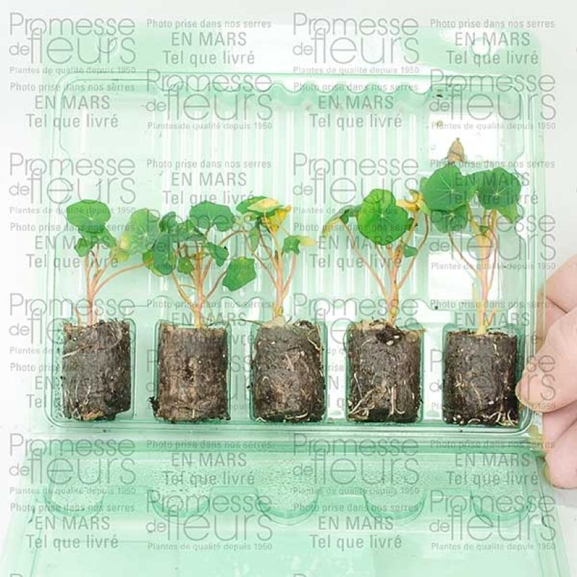 Voorbeeld van een exemplaar van Capucine Red Wonder double - Tropaeolum majus Mini-motte Ø 1,5/2,5 cm, Plant vert de 5 à 10 cm de haut zoals geleverd