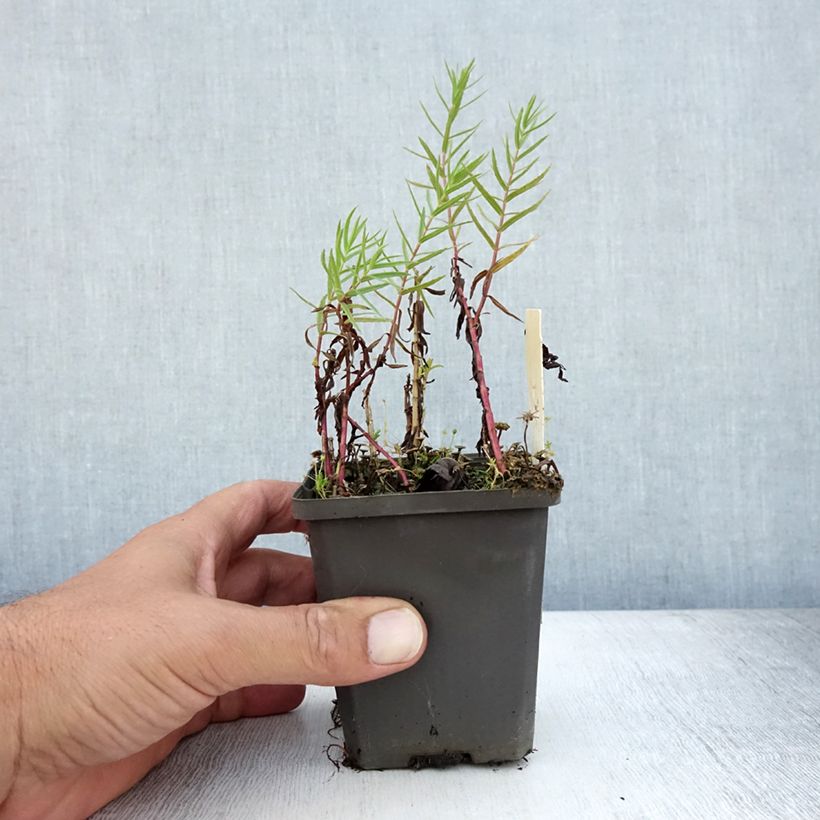 Exemplaar van Gratiola officinalis (zaad) - Genadekruid Kweekpotje van 8/9 cm zoals geleverd in de zomer