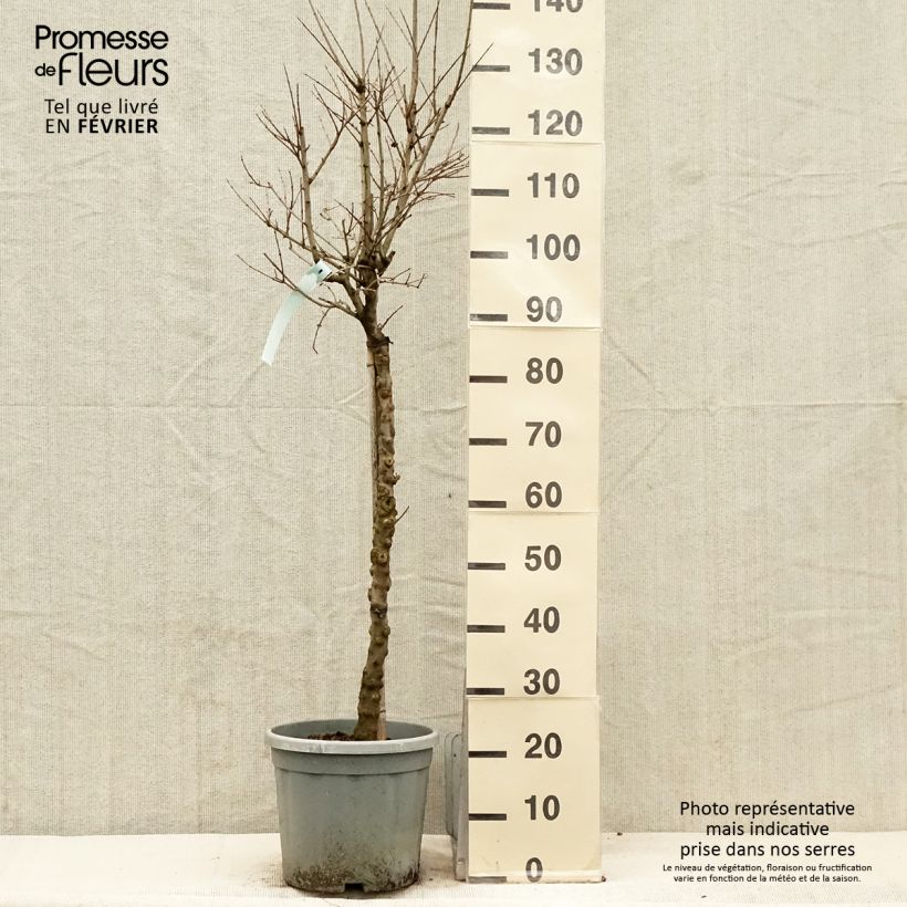 Exemplaar van Punica granatum California Sunset - Granaatappel Pot van 7,5 l/10 l, Half-hoge stam zoals geleverd in de winter