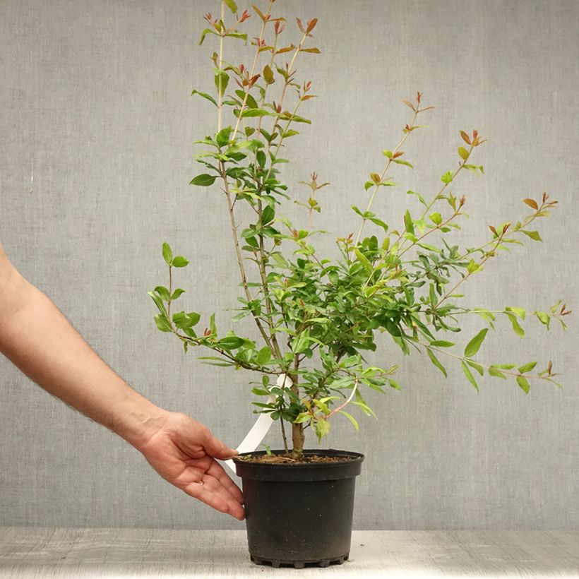 Exemplaar van Punica granatum Maxima Rubra - Granaatappel Pot van 2 l/3 l zoals geleverd in de zomer