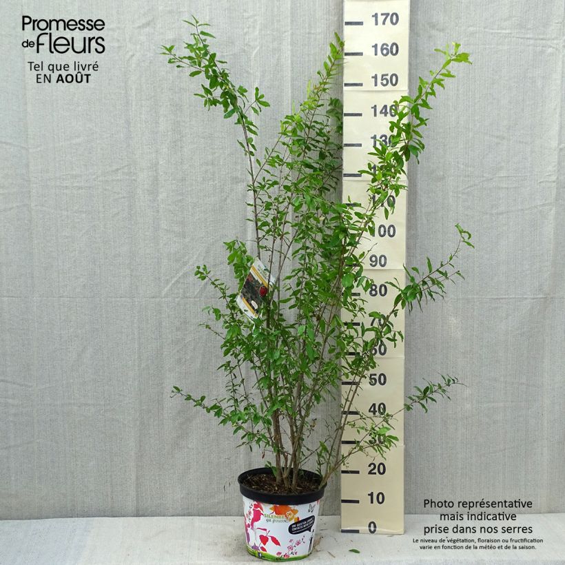 Exemplaar van Punica granatum Plena - Granaatappel Pot van 7,5 l/10 l, Struik zoals geleverd in de zomer