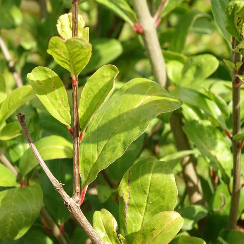Acco - Granaatappel Punica granatum (Blad)