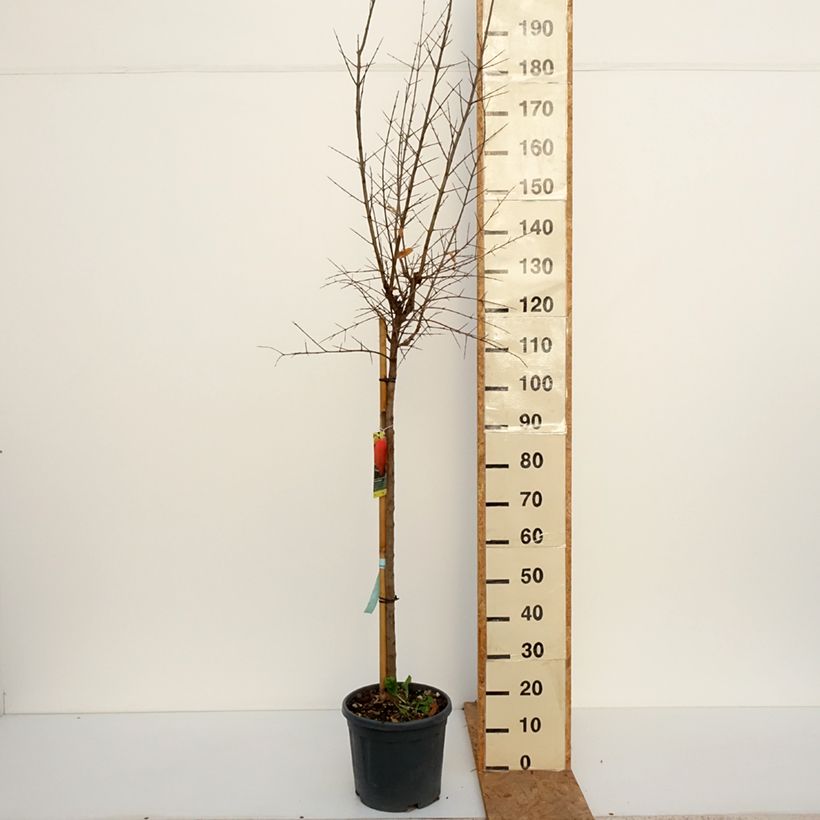 Exemplaar van Acco - Granaatappel Punica granatum Pot van 7,5 l/10 l, Half-hoge stam zoals geleverd in de herfst