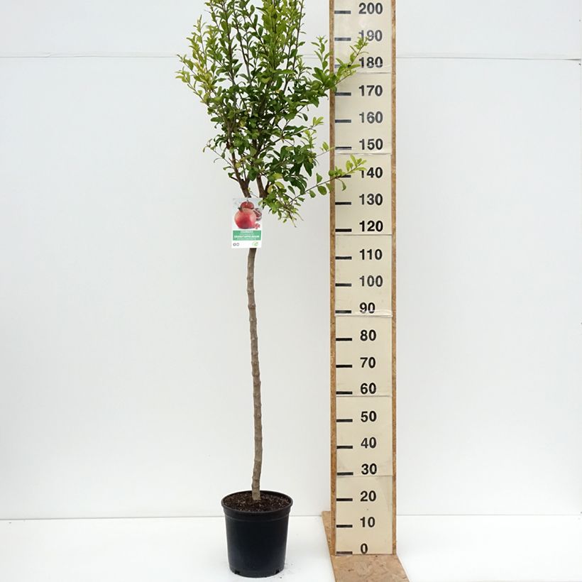 Example of Acco - Granaatappel Punica granatum Pot van 7,5 l/10 l, Half-hoge stam as you get in ete