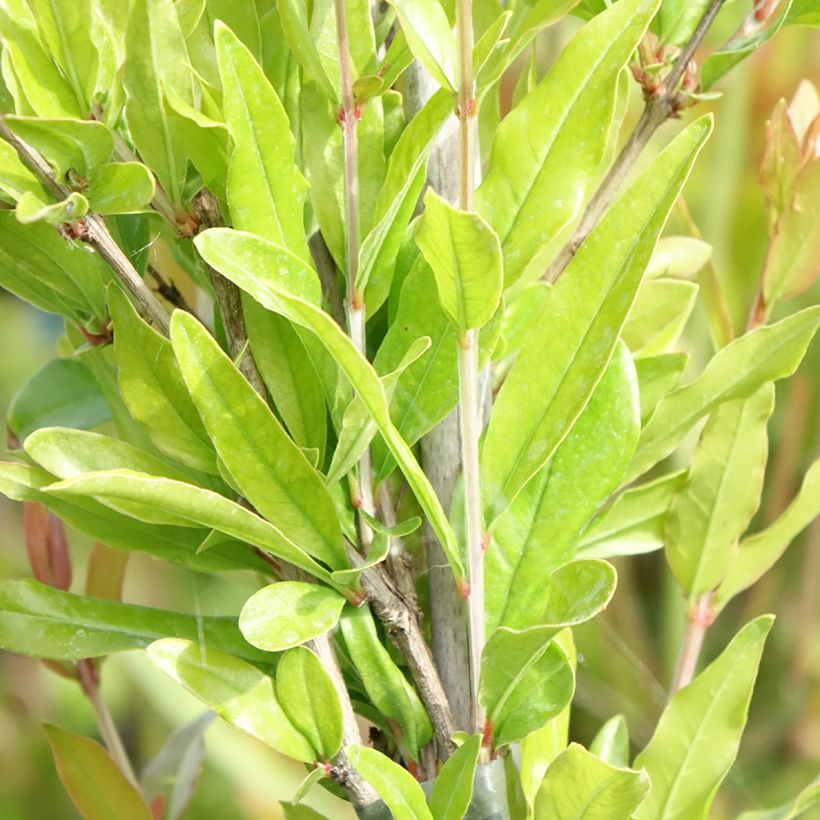 Granaatappel Dente di Leone - Punica granatum (Blad)
