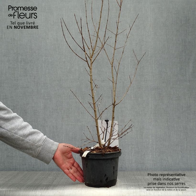 Exemplaar van Granaatappel Dente di Leone - Punica granatum Pot van 1,5 l/2 l, Pol zoals geleverd in de herfst