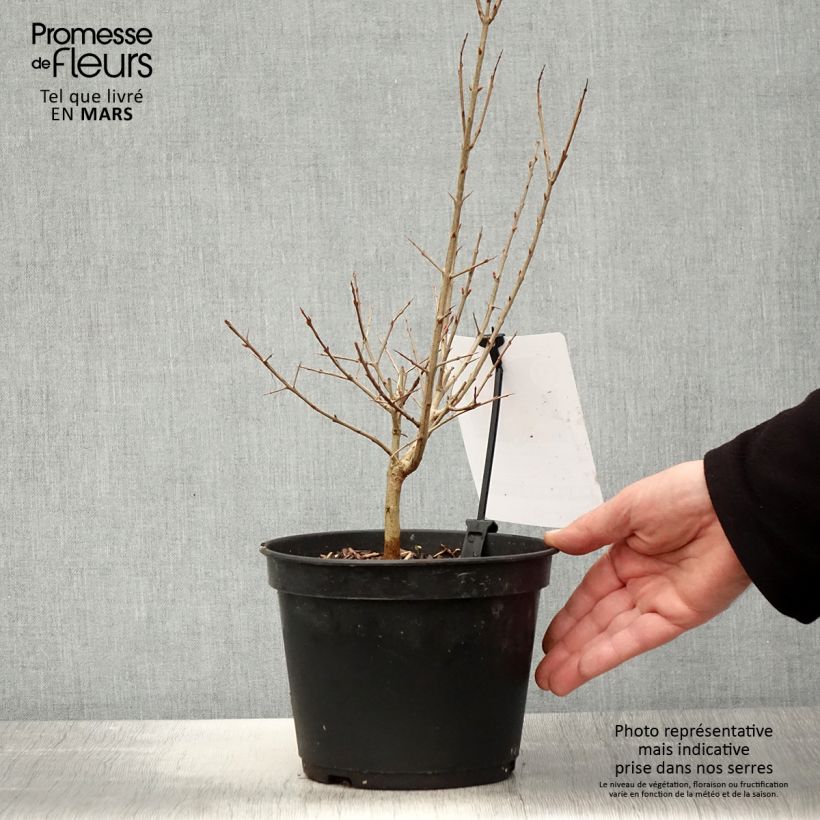 Exemplaar van Granaatappel Dente di Leone - Punica granatum Pot van 1,5 l/2 l, Pol zoals geleverd in de lente