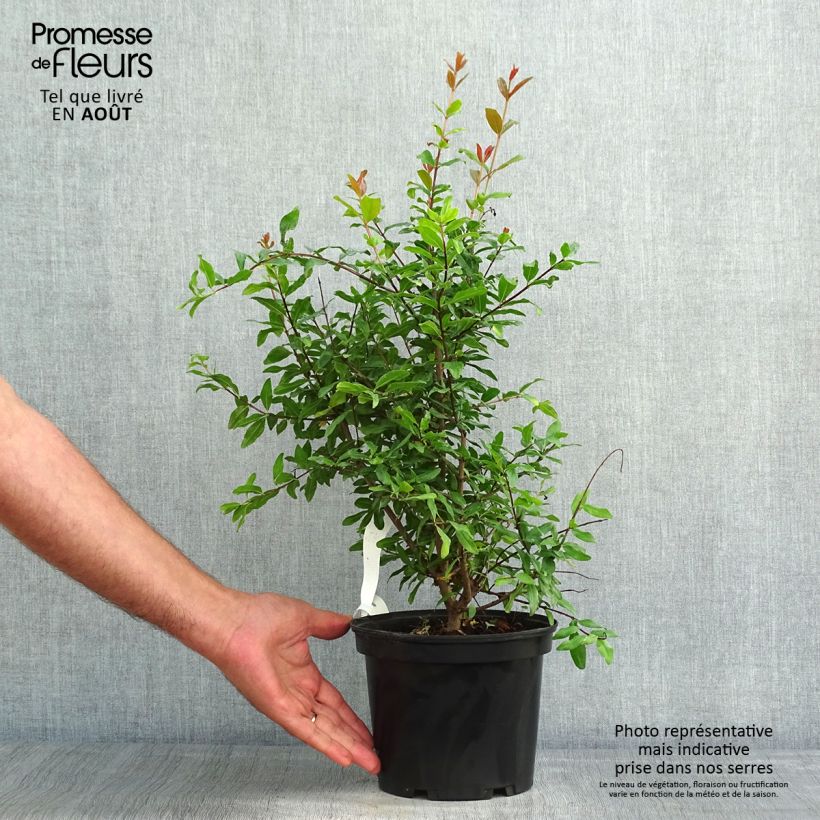 Exemplaar van Granaatappel Fina Tendral - Punica granatum Pot van 2 l/3 l, Struik zoals geleverd in de zomer
